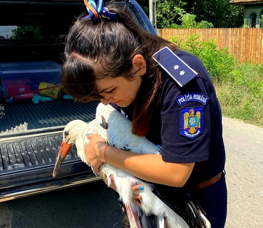 Puiul de barză rănit a fost salvat de poliţişti FOTO IPJ Ialomiţa