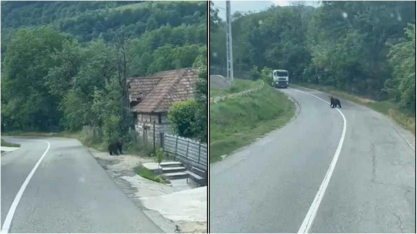 Ursul a fost surprins de un şofer. Foto: captură video