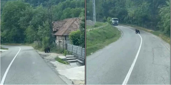 urs apuseni