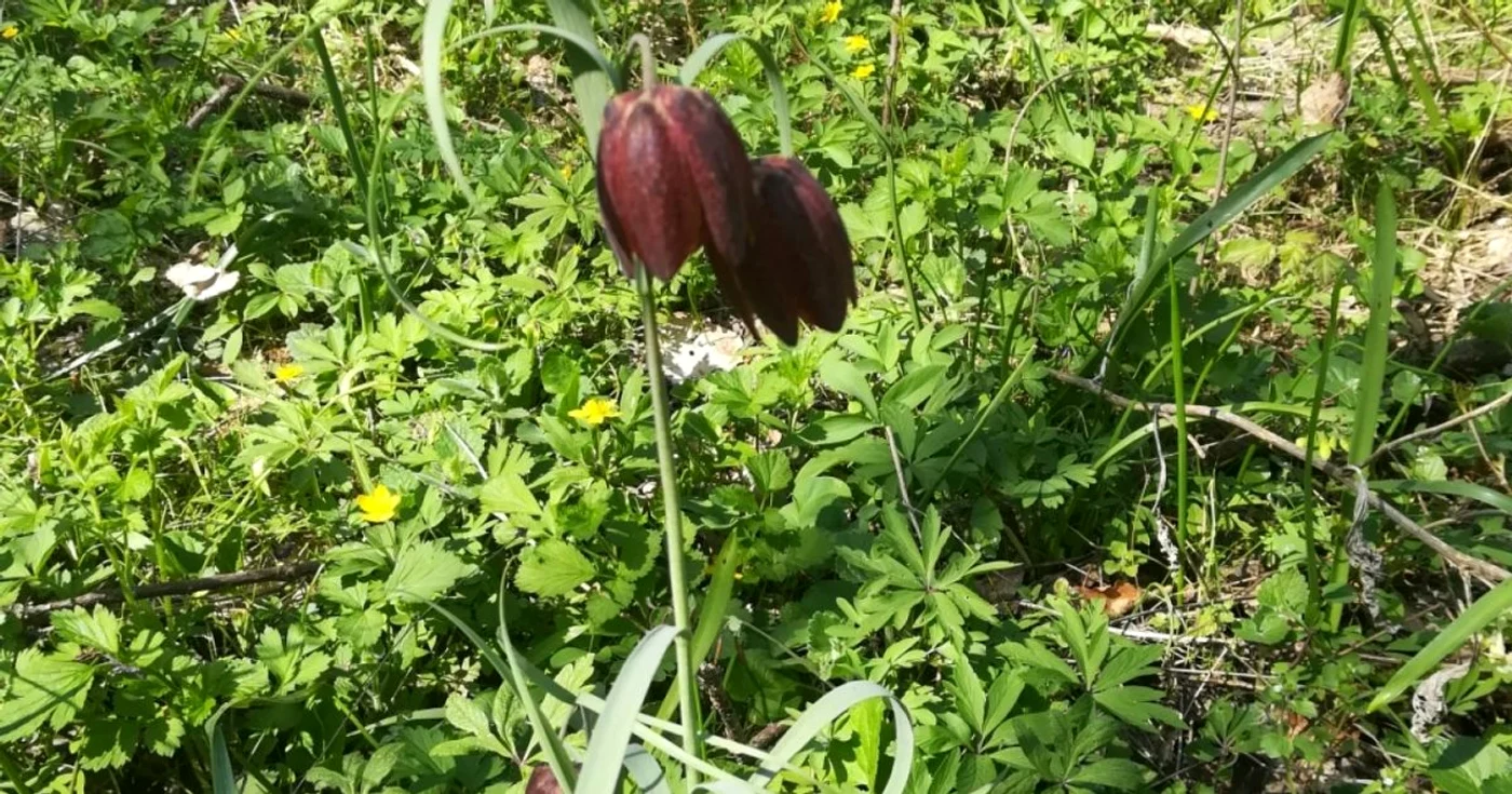 laleaua pestrita 2