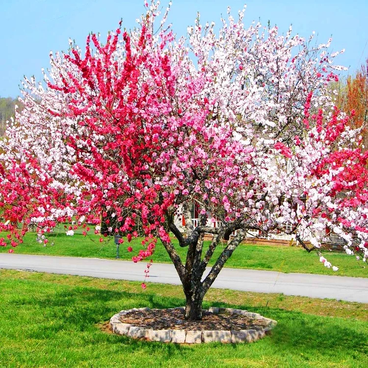Pom fructifer în floare pentru producție bogată Foto Etsy