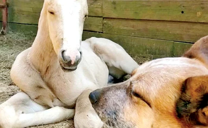 Zip şi puiul de cal sunt nedespărţiţi la ferma din Fayette (Alabama)Foto: Profimedia