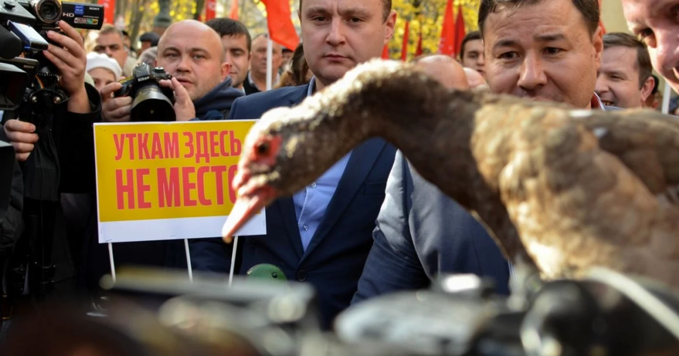 Socialiştii au adus o raţă mută la Reşedinţa de Stat. FOTO Alexandru Tarlev