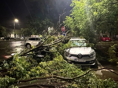 copac rupt Bucuresti 02 jpg