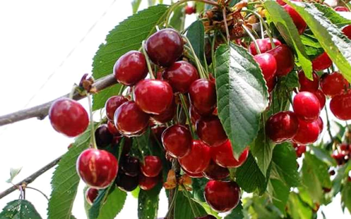 calarasi cirese
