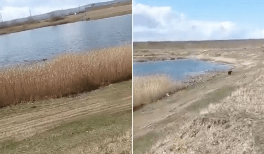 Momente rare cu un pui de urs care se scaldă în lacul din apropierea barajului Sascut VIDEO