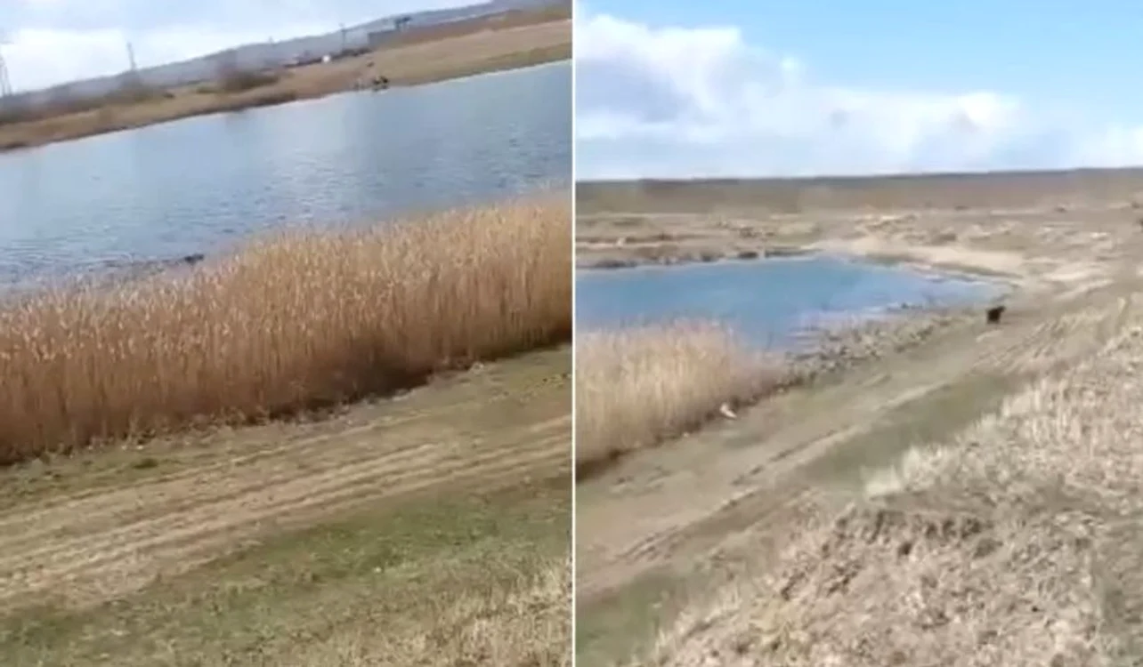Puiul de urs înoată în apa lacului FOTO captură video