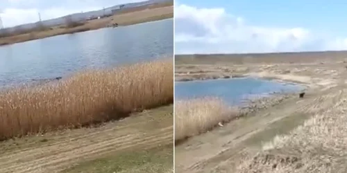 ursulet baie lac FOTO captura video jpg