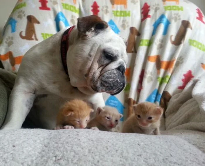 
    Bulldogul şi puii de pisică (FOTO WENN)  