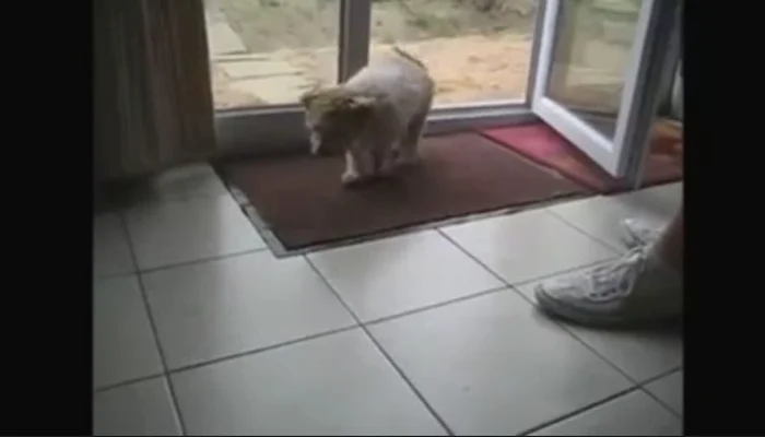 
    Câţelul a fost învăţat să se şteargă pe lăbuţe când intră în casăFoto Click!  