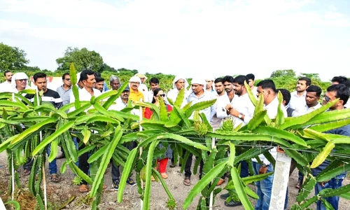 cultura fructul dragonului jpg