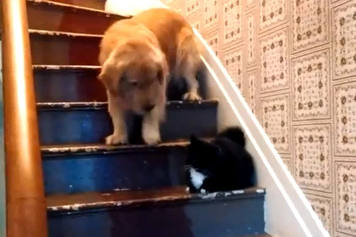 
    Câinele nu coboară scările de frica pisiciiFoto: Captură Youtube  