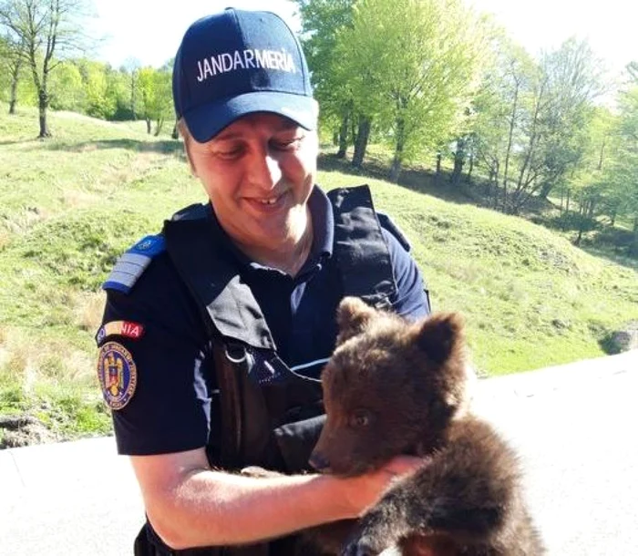 Puil de urs salvat de jandarmii băcăuani FOTO IJJ Bacău