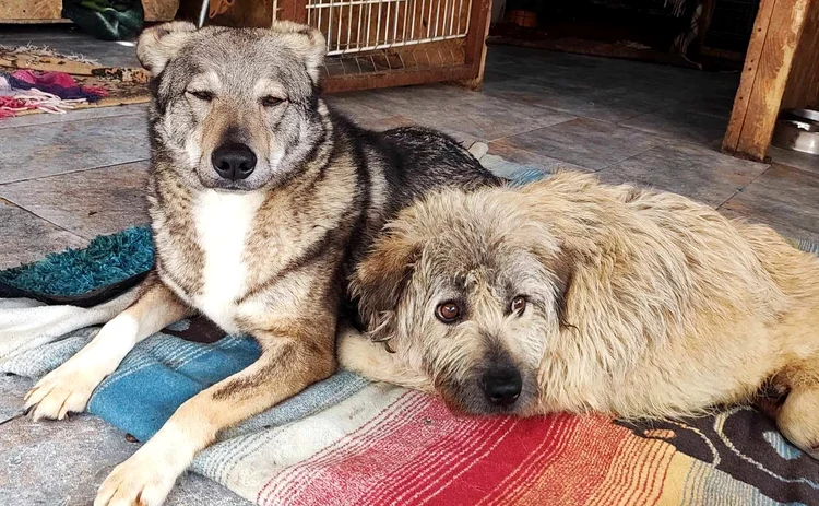 Căței cu handicap FOTO: Ajutați-l pe Lăbuș