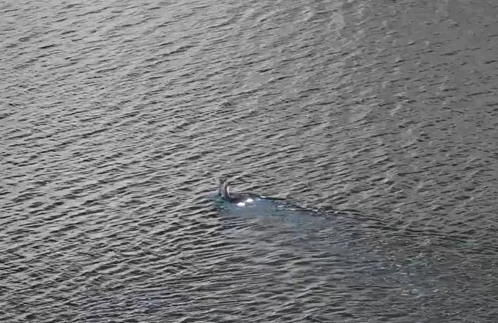 Căprioarele au traversat Lacul Gura Apelor din Retezat. Foto: Claudia Danău. APN Retezat