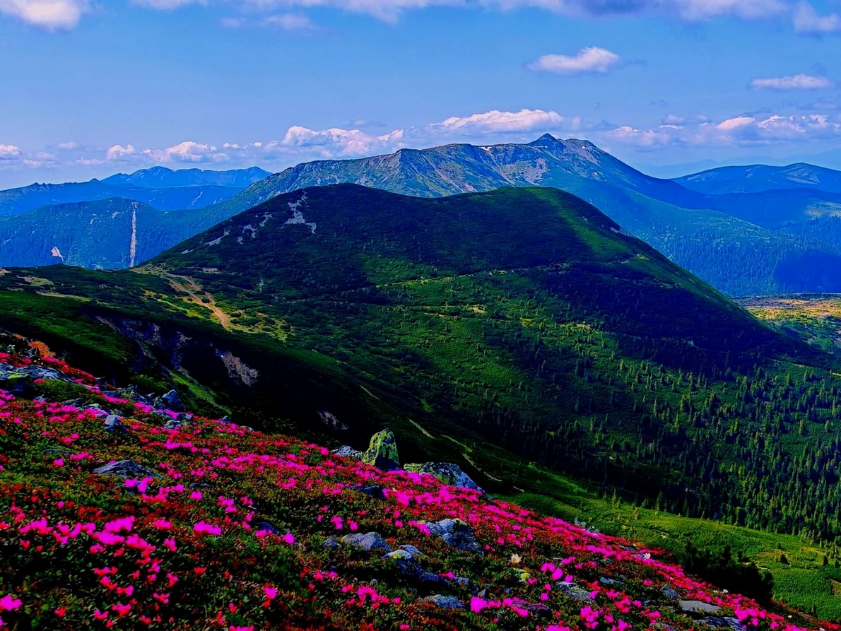 Bujorul de munte, în apogeul înfloririi în Călimani (© Laurențiu Balint)