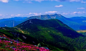 Bujorul de munte, în apogeul înfloririi în Călimani (© Laurențiu Balint)