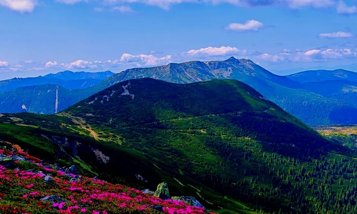 Bujorul de munte, în apogeul înfloririi în Călimani (© Laurențiu Balint)