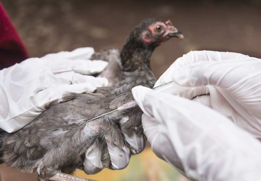 Experți avertizează: gripa aviară ar putea provoca o pandemie mai gravă decât cea de COVID-19