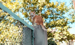 motan portocaliu shutterstock jpg