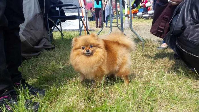 Expoziţie chinologică la Timişoara 2016 FOTO Ştefan Both