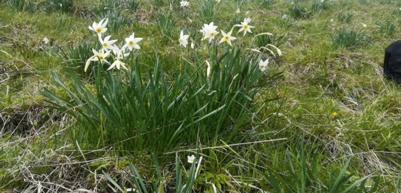 Narcisele au înflorit în Munţii Rodnei                                            FOTO: FB/Jandarmeria Bistriţa