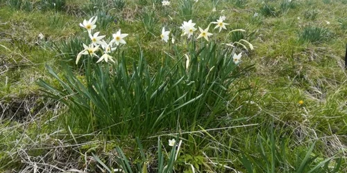 Poiana Narciselor Varful Saca FOTO Jandarmeria bistriţa