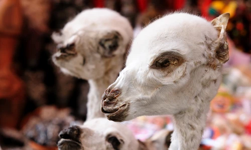 1 shutterstock 103491809 jpg jpeg