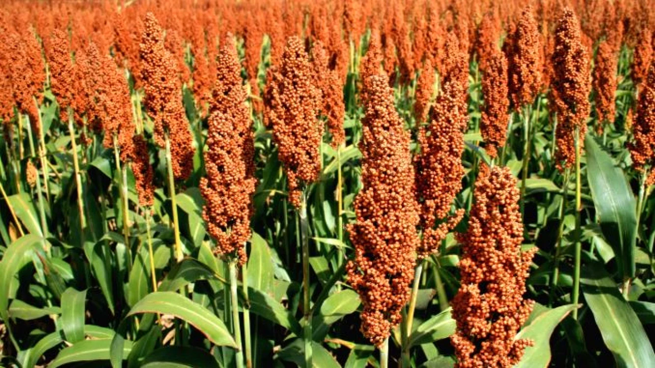 FOTO agrointeligenta.ro