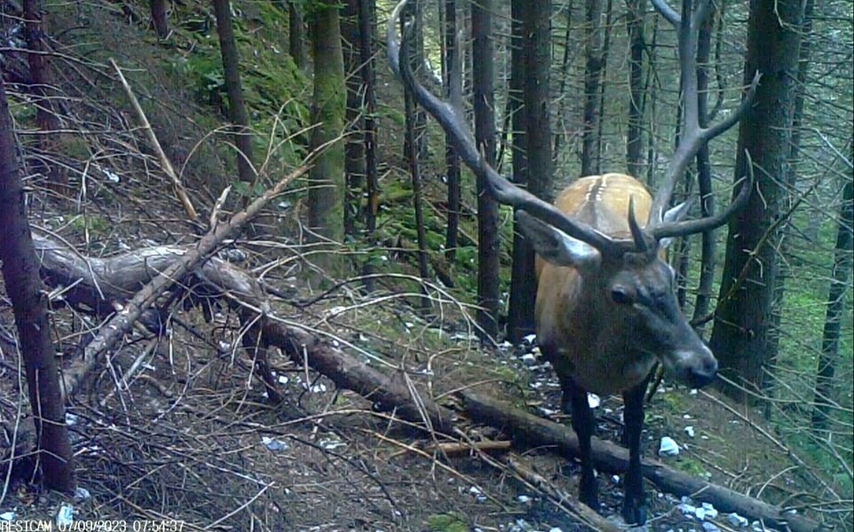Imagini spectaculoase cu cerbii din Retezat. „Toamna răsună pădurile, în perioada boncănitului” VIDEO