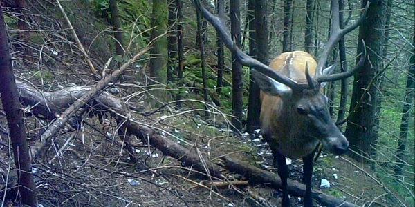 Cerbi in Parcul Natuional Retezat foto Parcul Național Retezat (1) jpg