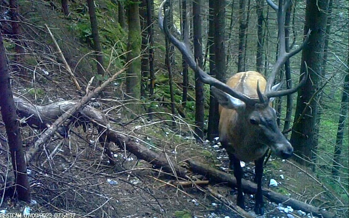 Cerb în Parcul Național Retezat. Foto: Administrația Parcului Național Retezat