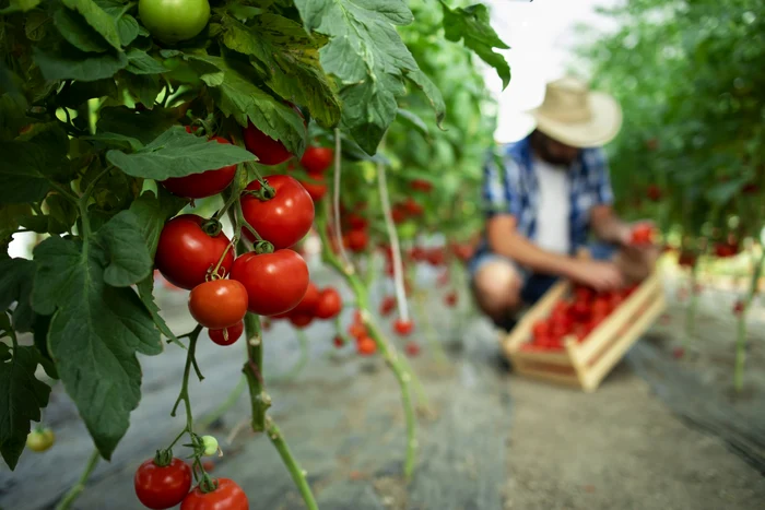 Făina poate ajuta solul în care au fost plantate roșiile / foto: Freepik