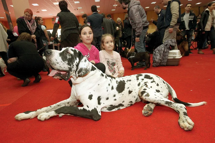 
    Dogul arlechin Icarus a fost foarte prietenos cu copiiiFotografii: Sever Gheorghe  