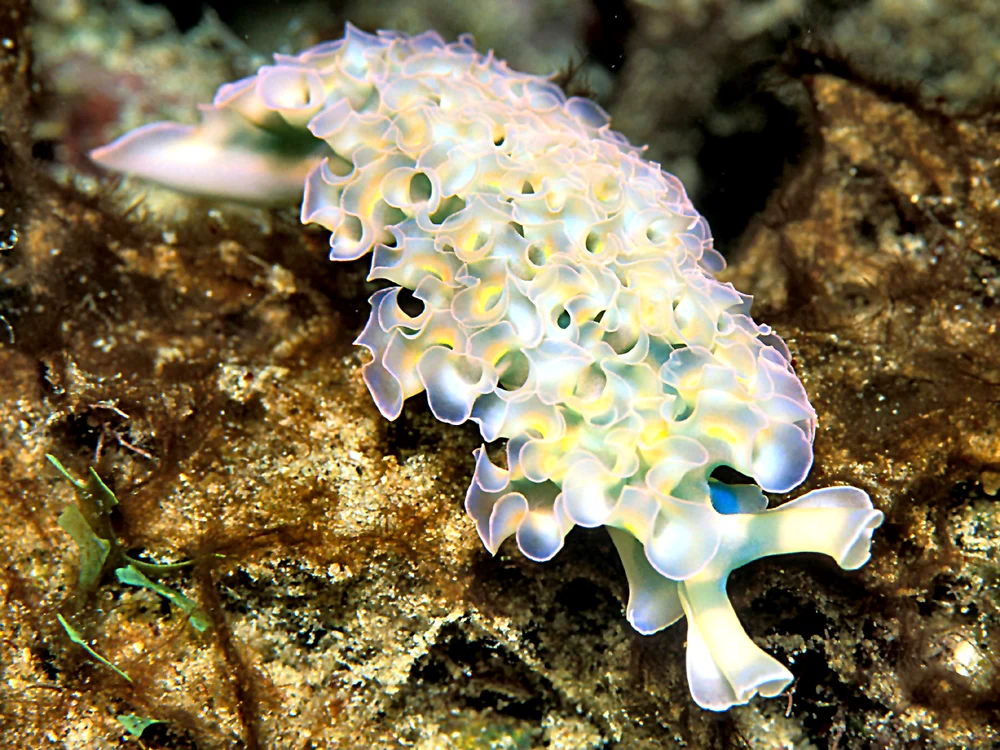 Elysia crispata este o vietate extrem de deosebită / foto: Wikipedia