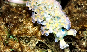 Lettuce Sea Slug 11 03 2006 jpg