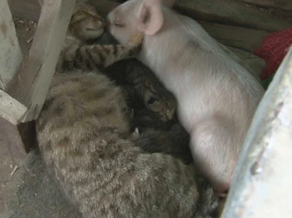 Cele două animale sunt de nedespărţit FOTO: Adevărul