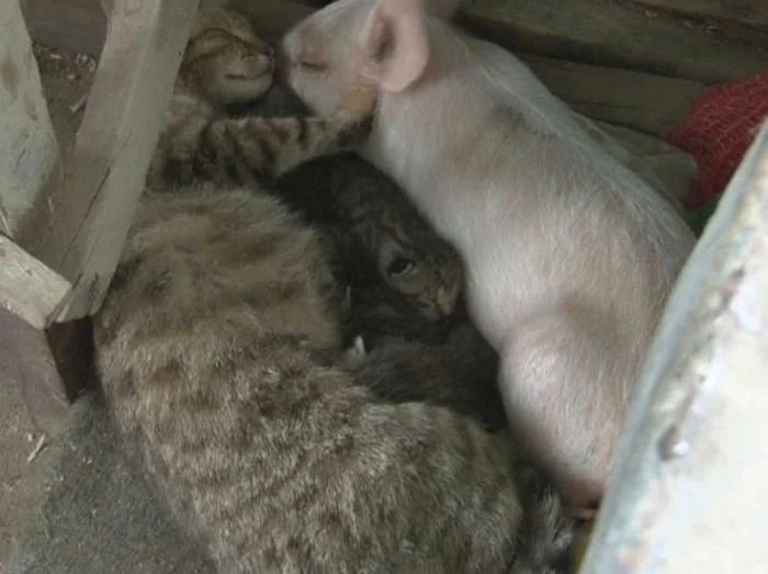 Cele două animale sunt de nedespărţit FOTO: Adevărul