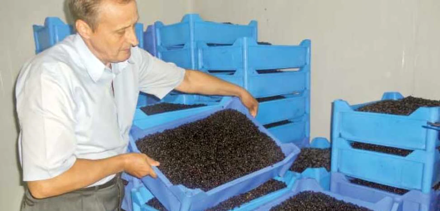 Recoltatul afinelor este o afacere profitabilă în fiecare an