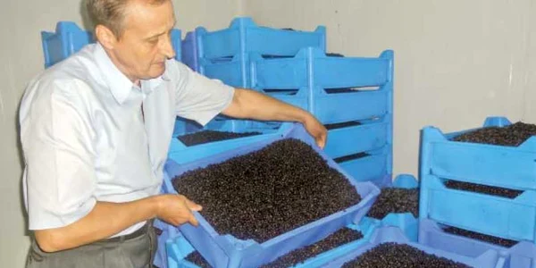 Constantin Trocan, reprezentantul Direcţiei Silvice Gorj, spune că s-a colectat deja o tonă de afine   