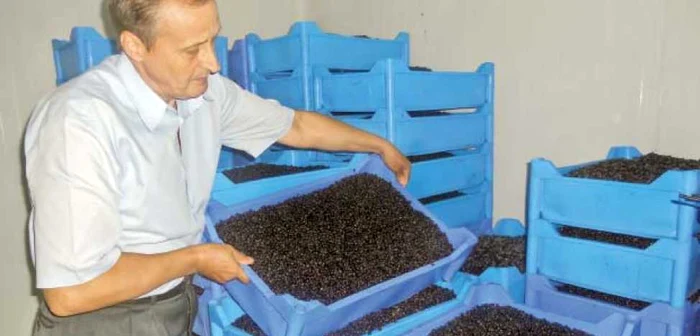 Recoltatul afinelor este o afacere profitabilă în fiecare an