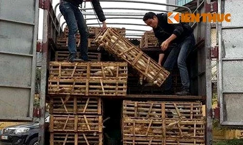 pisici jpeg