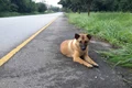Căţelul a sfârşit sub roţile unei maşini în locul în care şi aştepta stăpânul să l ia acasă jpeg