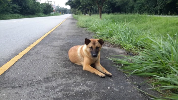 Căţelul a sfârşit sub roţile unei maşini în locul în care-şi aştepta stăpânul să-l ia acasă