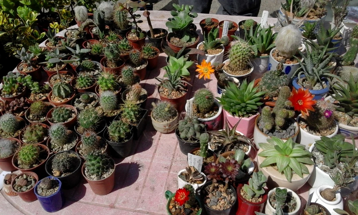 cactusi