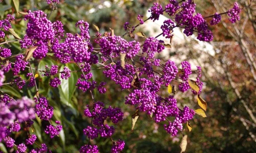 1 70841 original jpg jpeg