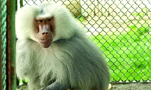 Gusti, colegul de  cuşcă al lui Bolek,  este trist că nu  mai are cu cine  să se joace jpeg