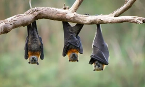 lilieci Foto Getty Images