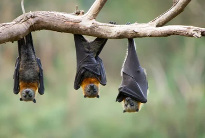 lilieci Foto Getty Images