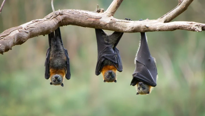 FOTO: Getty Images